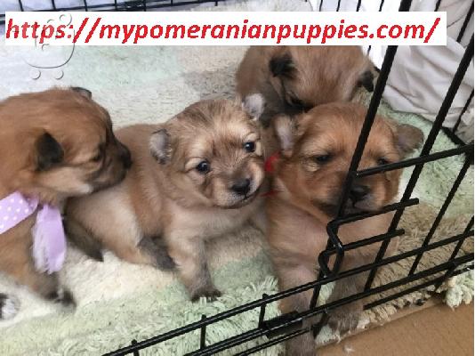 PoulaTo: purebreed pomeranan puppies available for sale